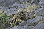 in Greifvogelmanier... Europäischer Uhu *Bubo bubo*