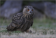 stolz wie Oskar... Europäischer Uhu *Bubo bubo*