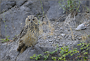 ganz brav... Europäischer Uhu *Bubo bubo*