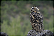 hoch über'm Tal... Europäischer Uhu *Bubo bubo*