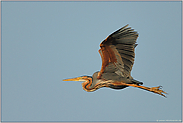 Flugstudie... Purpurreiher *Ardea purpurea*