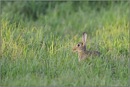 Junior... Wildkaninchen *Oryctolagus cuniculus*