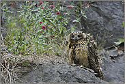 hier sitz' ich nun, ich armer Tropf... Europäischer Uhu *Bubo bubo*