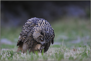 Mahlzeit... Europäischer Uhu *Bubo bubo*