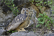 die "Große Ohreule"... Europäischer Uhu *Bubo bubo*