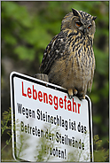bis hierhin... Europäischer Uhu *Bubo bubo*, Wächter des Steinbruchs