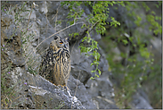 in die Ferne schweifend... Europäischer Uhu *Bubo bubo*