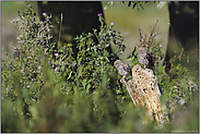 unter Schutz... Steinkauz *Athene noctua*