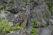 groß geworden... Europäischer Uhu *Bubo bubo*