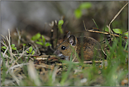 im Verborgenen... Waldmaus *Apodemus sylvaticus*