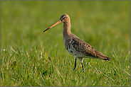 viel zu selten... Uferschnepfe *Limosa limosa*