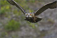 weitsichtig... Europäischer Uhu  *Bubo bubo*