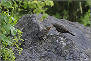 Beifang... Amsel *Turdus merula*