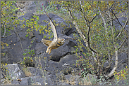 mit Schwung... Europäischer Uhu *Bubo bubo*