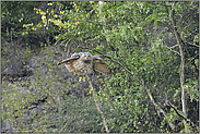 wackelige Angelegenheit... Europäischer Uhu *Bubo bubo*