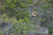 abends, wenn es dunkel wird... Europäischer Uhu *Bubo bubo*