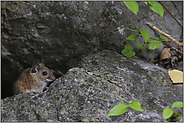 versteckt... Waldmaus *Apodemus sylvaticus*