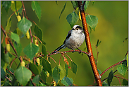 ziemlich flink... Schwanzmeise *Aegithalos caudatus*