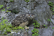 der Blick... Europäischer Uhu *Bubo bubo*