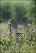 am Niederrhein... Steinkauz *Athene noctua*