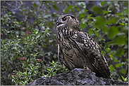 auf Absprung... Europäischer Uhu *Bubo bubo*