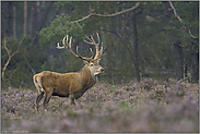 im Regen... Rothirsch *Cervus elaphus*