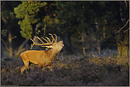 Klassiker... Rothirsch *Cervus elaphus*