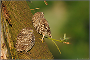 im schönsten Licht... Steinkäuze *Athene noctua*