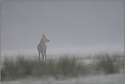 auf weitem Feld... Rotspiesser *Cervus elaphus*