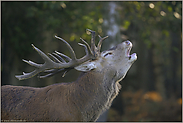 markerschütternd... Rothirsch *Cervus elaphus*