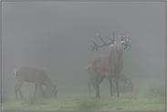 dicke Suppe... Rotwild *Cervus elaphus*