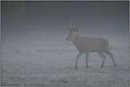 frühmorgens... Rothirsch *Cervus elaphus*