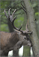 Waldschäden... Rotwild *Cervus elaphus*