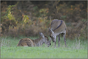 Zärtlichkeit... Rotwild *Cervus elaphus*