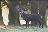 zur Brunftzeit... Rothirsch  *Cervus elaphus*