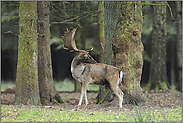 ein Blick zurück... Damhirsch *Dama dama*