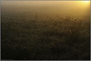 lichtdurchflutet... Wiese im Morgentau *Niederrhein*