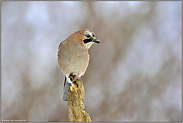 Überblick... Eichelhäher *Garrulus glandarius*