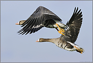 Flugstudie... Blässgänse *Anser albifrons*