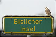 Bislicher Insel... Turmfalke *Falco tinnunculus*