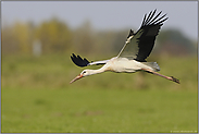 im Vorbeiflug... Weißstorch *Ciconia ciconia*