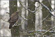 im Winterwald... Mäusebussard *Buteo buteo*