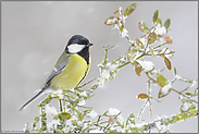 eisige Kälte... Kohlmeise *Parus major*