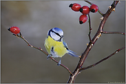 zwischen Hagebutten... Blaumeise *Cyanistes caeruleus*