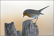 am Fettfutter... Rotkehlchen *Erithacus rubecula*