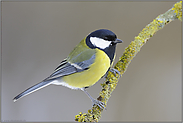 die größte von allen... Kohlmeise  *Parus major*