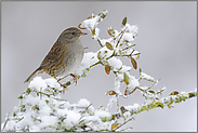 seltene Gelegenheit... Heckenbraunelle *Prunella modularis* frei sitzend im Schnee