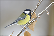 abwechslungsreicher Sänger... Kohlmeise *Parus major*