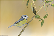 ganz schön frech... Blaumeise *Cyanistes caeruleus*