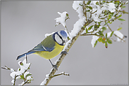 immer in Bewegung... Blaumeise *Cyanistes caeruleus*